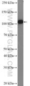 Catenin Alpha 2 antibody, 14362-1-AP, Proteintech Group, Western Blot image 