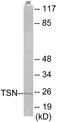 Translin antibody, EKC1824, Boster Biological Technology, Western Blot image 