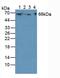 Keratin 1 antibody, MBS2002776, MyBioSource, Western Blot image 