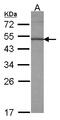 Kruppel Like Factor 10 antibody, GTX108662, GeneTex, Western Blot image 