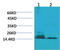 Histone H3 antibody, STJ97431, St John