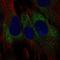 Transmembrane Protein 45A antibody, HPA062101, Atlas Antibodies, Immunofluorescence image 