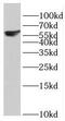 Recombination Signal Binding Protein For Immunoglobulin Kappa J Region Like antibody, FNab07197, FineTest, Western Blot image 