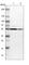 DEAD-Box Helicase 56 antibody, HPA019749, Atlas Antibodies, Western Blot image 