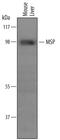 Macrophage Stimulating 1 antibody, PA5-47825, Invitrogen Antibodies, Western Blot image 