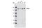 Rho Associated Coiled-Coil Containing Protein Kinase 1 antibody, 4035S, Cell Signaling Technology, Western Blot image 