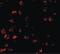 BCL2 Binding Component 3 antibody, LS-C9, Lifespan Biosciences, Immunofluorescence image 