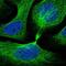 IQ Motif Containing B1 antibody, NBP2-14126, Novus Biologicals, Immunofluorescence image 