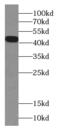 Forkhead Box H1 antibody, FNab03196, FineTest, Western Blot image 