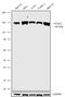 Stromal Antigen 2 antibody, 702499, Invitrogen Antibodies, Western Blot image 