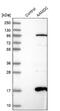 Adipogenesis Associated Mth938 Domain Containing antibody, NBP2-34040, Novus Biologicals, Western Blot image 