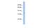 Fat Storage Inducing Transmembrane Protein 1 antibody, GTX45513, GeneTex, Western Blot image 