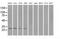 Proteasome Subunit Alpha 7 antibody, MA5-24993, Invitrogen Antibodies, Western Blot image 