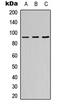 Zinc Finger Protein 786 antibody, LS-C354502, Lifespan Biosciences, Western Blot image 
