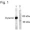 Dynamin 1 antibody, PA1-4621, Invitrogen Antibodies, Western Blot image 