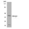 Olfactory Receptor Family 4 Subfamily Q Member 3 antibody, LS-C200366, Lifespan Biosciences, Western Blot image 