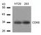 Cyclin Dependent Kinase 6 antibody, GTX50665, GeneTex, Western Blot image 