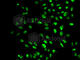 SET Domain Containing 2, Histone Lysine Methyltransferase antibody, A3194, ABclonal Technology, Immunofluorescence image 