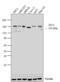 Tight Junction Protein 2 antibody, 71-1400, Invitrogen Antibodies, Western Blot image 