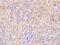 StAR Related Lipid Transfer Domain Containing 4 antibody, 105029-T08, Sino Biological, Immunohistochemistry paraffin image 