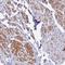 ArfGAP With SH3 Domain, Ankyrin Repeat And PH Domain 3 antibody, HPA020546, Atlas Antibodies, Immunohistochemistry paraffin image 