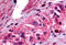 Prostaglandin E Receptor 4 antibody, MBS243349, MyBioSource, Immunohistochemistry frozen image 