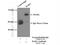 Retinoic Acid Receptor Alpha antibody, 10331-1-AP, Proteintech Group, Immunoprecipitation image 