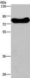 DEAD-Box Helicase 43 antibody, PA5-50396, Invitrogen Antibodies, Western Blot image 