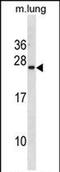 Iron-Sulfur Cluster Assembly Enzyme antibody, PA5-72154, Invitrogen Antibodies, Western Blot image 