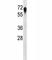 CD55 Molecule (Cromer Blood Group) antibody, F44173-0.4ML, NSJ Bioreagents, Western Blot image 