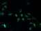 Transmembrane BAX Inhibitor Motif Containing 1 antibody, A61338-100, Epigentek, Immunofluorescence image 