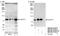 Cleavage stimulation factor subunit 3 antibody, NB100-57532, Novus Biologicals, Western Blot image 