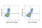 Dectin1 antibody, 66423S, Cell Signaling Technology, Flow Cytometry image 