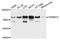 Fermitin Family Member 2 antibody, A8709, ABclonal Technology, Western Blot image 