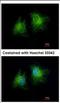 Coiled-Coil Domain Containing 28B antibody, NBP2-15747, Novus Biologicals, Immunocytochemistry image 