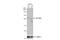 Cyclin Dependent Kinase Inhibitor 1B antibody, NBP1-32213, Novus Biologicals, Western Blot image 