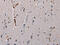 1-phosphatidylinositol-4,5-bisphosphate phosphodiesterase beta-3 antibody, CSB-PA697082, Cusabio, Immunohistochemistry frozen image 