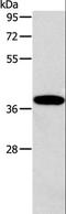 Aldolase, Fructose-Bisphosphate B antibody, LS-C406115, Lifespan Biosciences, Western Blot image 