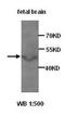 AKAP7 antibody, orb77030, Biorbyt, Western Blot image 