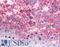 PRP antibody, LS-B4513, Lifespan Biosciences, Immunohistochemistry frozen image 