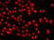 HIF-2-alpha antibody, abx006240, Abbexa, Western Blot image 