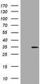 DNA Damage Inducible Transcript 3 antibody, LS-B11229, Lifespan Biosciences, Western Blot image 