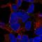 Trafficking Protein Particle Complex 5 antibody, HPA042221, Atlas Antibodies, Immunocytochemistry image 