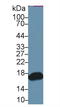 Retinol Binding Protein 2 antibody, LS-C296234, Lifespan Biosciences, Western Blot image 