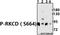 Protein Kinase C Delta antibody, A00822S664, Boster Biological Technology, Western Blot image 