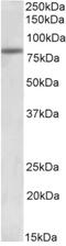 Activating Transcription Factor 6 antibody, AP32822PU-N, Origene, Western Blot image 