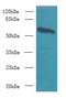 Glypican 4 antibody, LS-C375826, Lifespan Biosciences, Western Blot image 