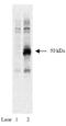 EPH Receptor B1 antibody, orb108645, Biorbyt, Western Blot image 