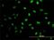 N-Methylpurine DNA Glycosylase antibody, H00004350-M10, Novus Biologicals, Immunocytochemistry image 