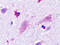 Histamine Receptor H3 antibody, TA317598, Origene, Immunohistochemistry frozen image 